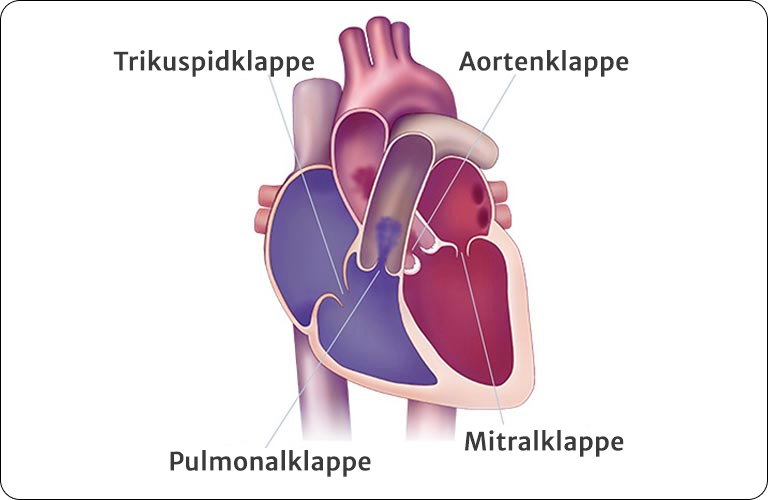 Heart Valve Illustration