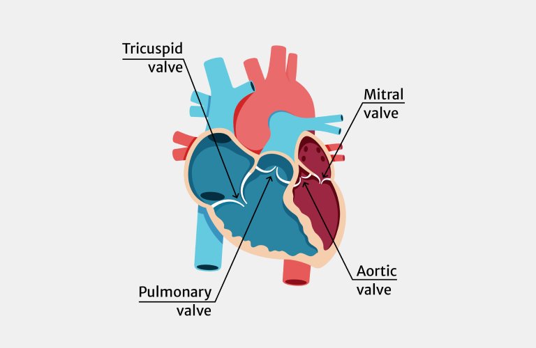 Heart valve disease is deadly