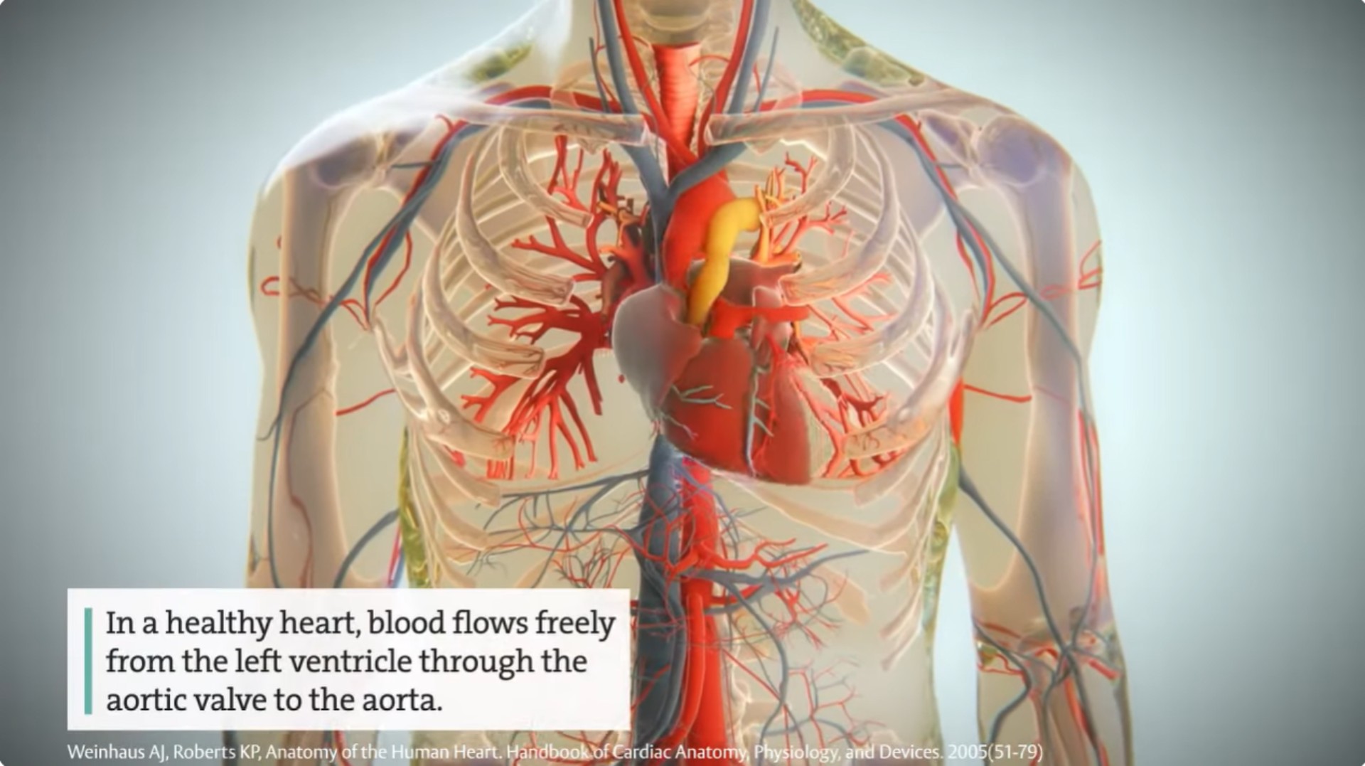 Aortic Valve video