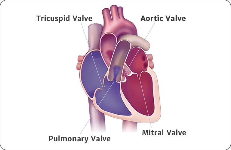 Heart Valve Illustration